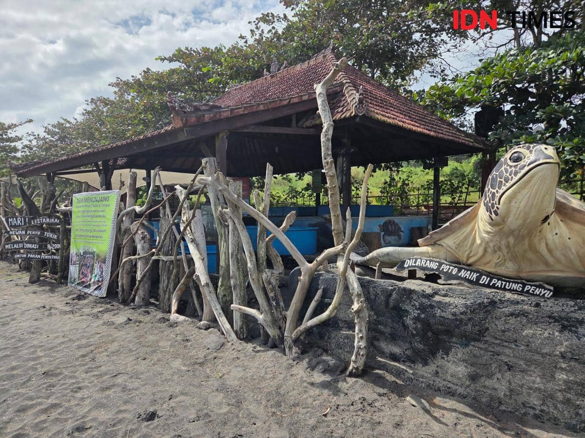 Konservasi penyu di Pantai Yeh Gangga Tabanan 