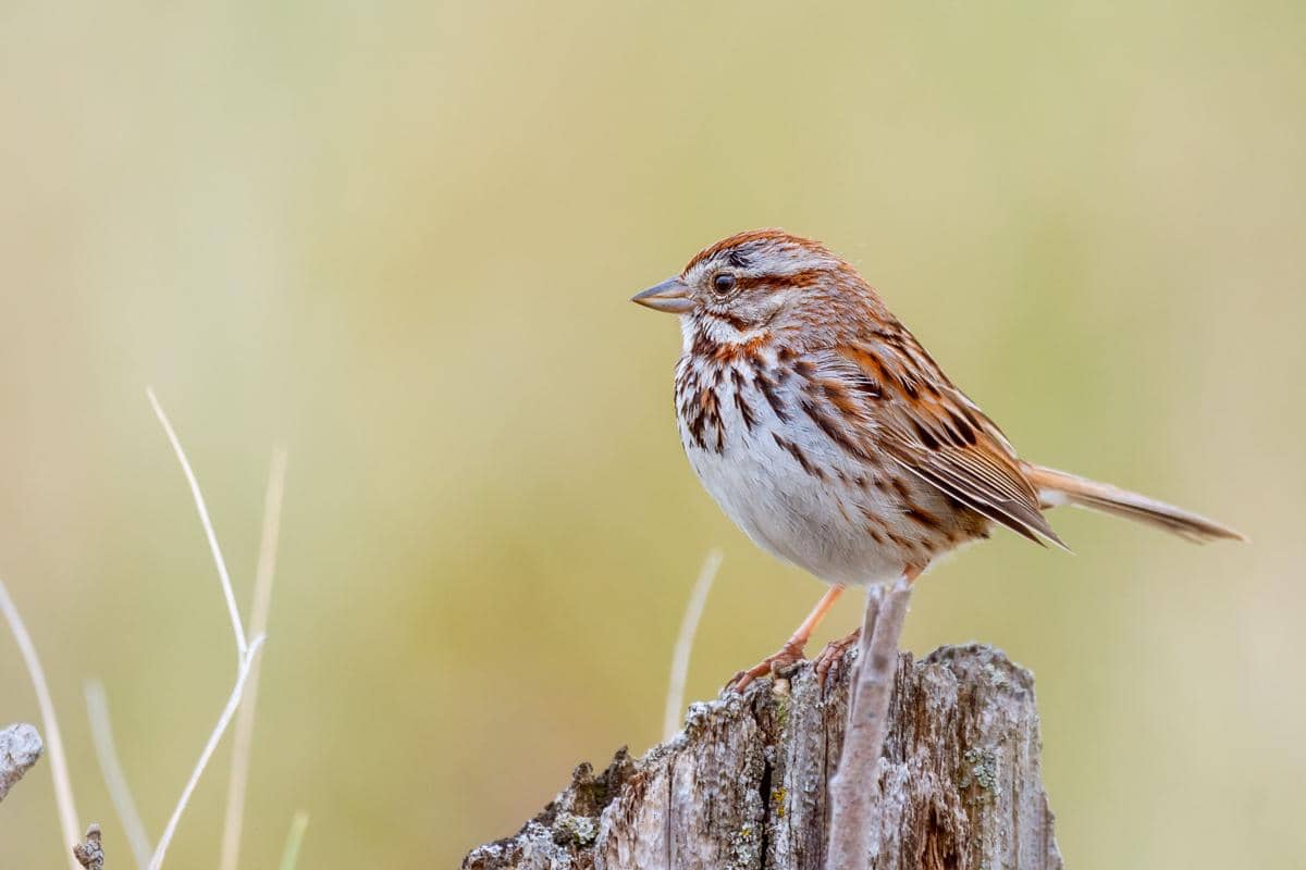 4 Fakta Menarik Spanish Sparrow, Suka Menumpang di Sarang Burung Lain