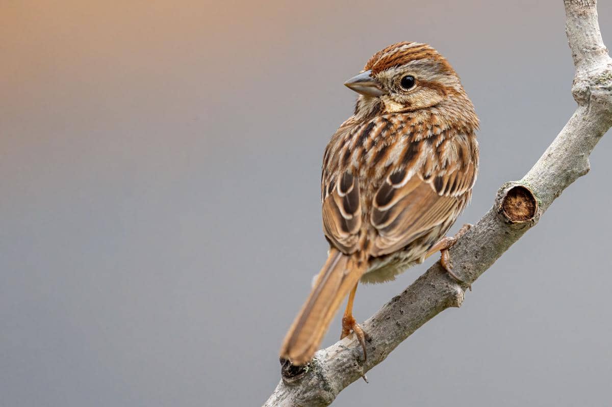 ilustrasi burung spanish sparrow