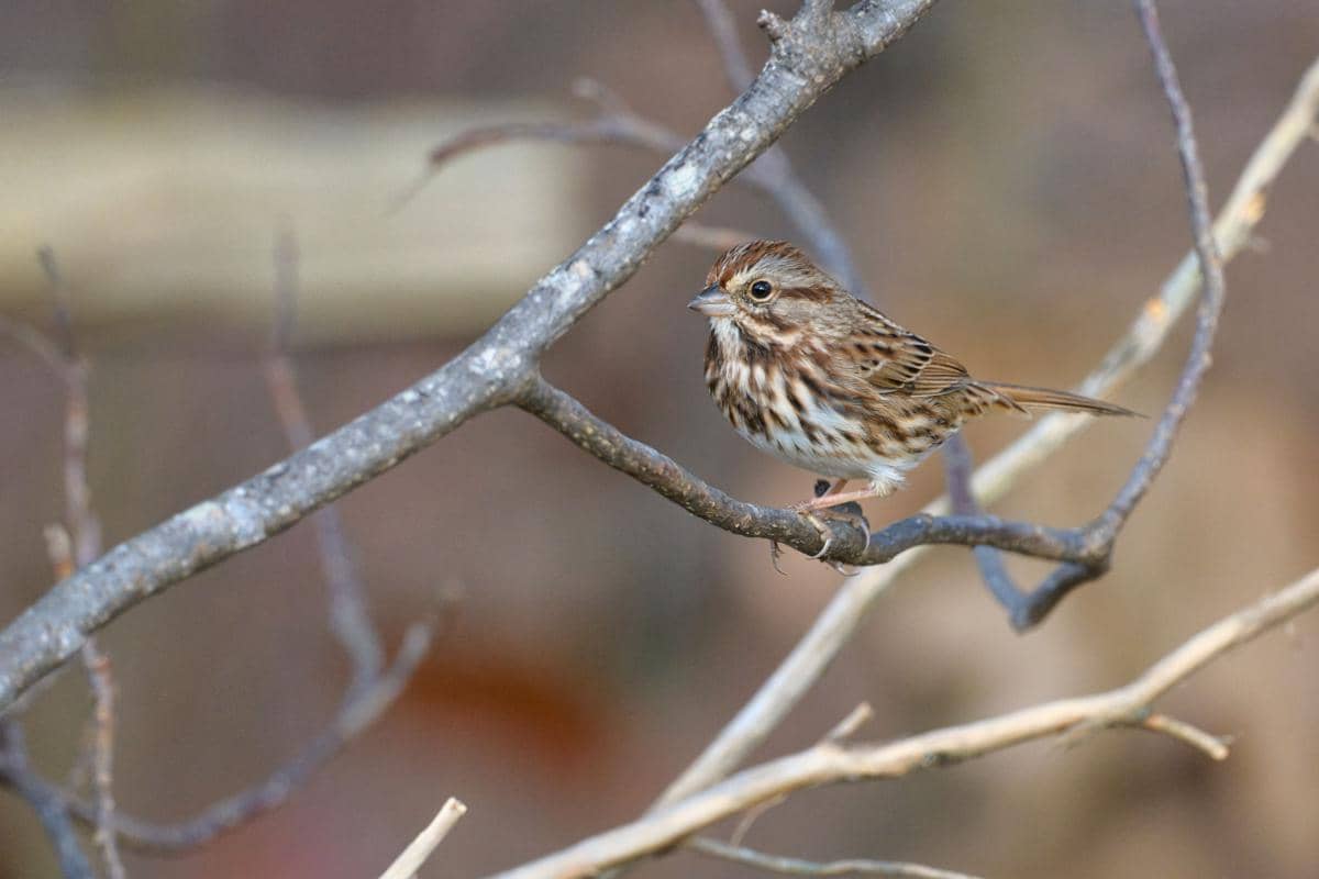 ilustrasi burung spanish sparrow 