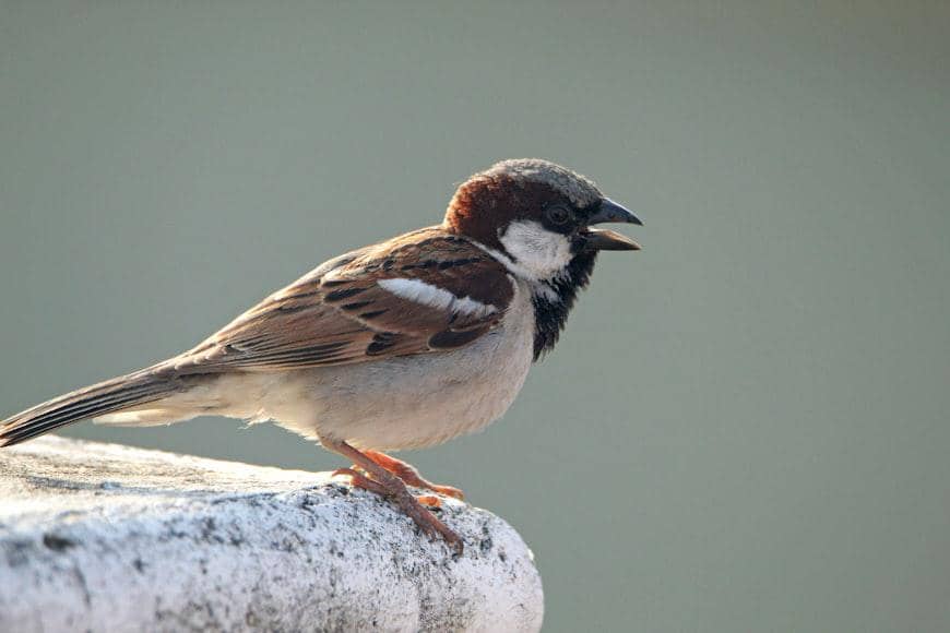ilustrasi burung spanish sparrow 