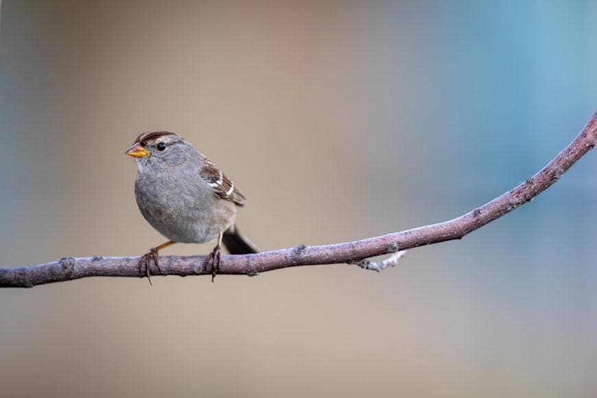 ilustrasi burung spanish sparrow