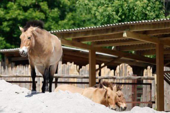 Kuda Przewalski