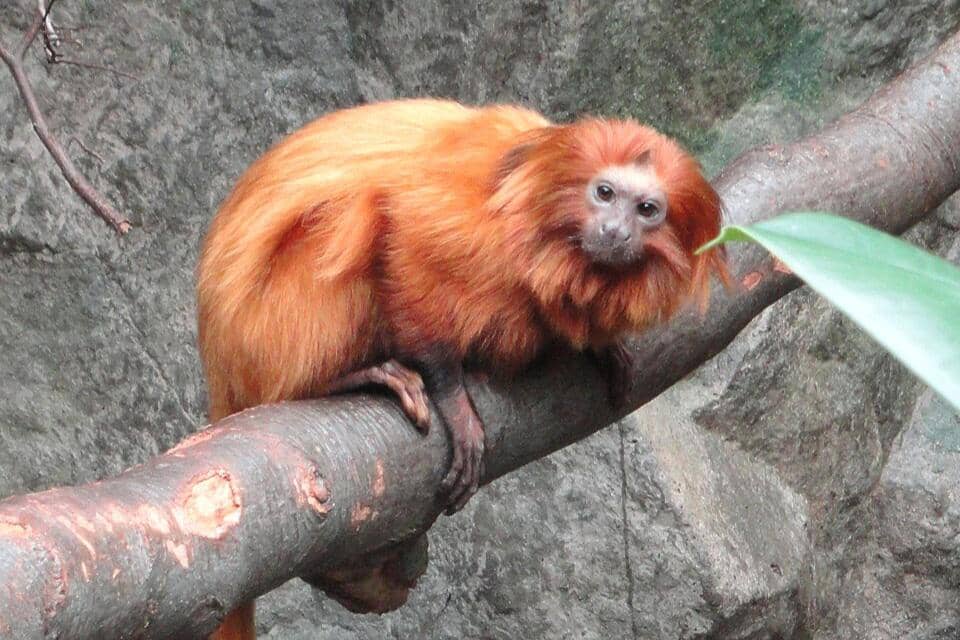 Kera tamarin singa emas di Kebun Binatang Kopenhagen, Denmark