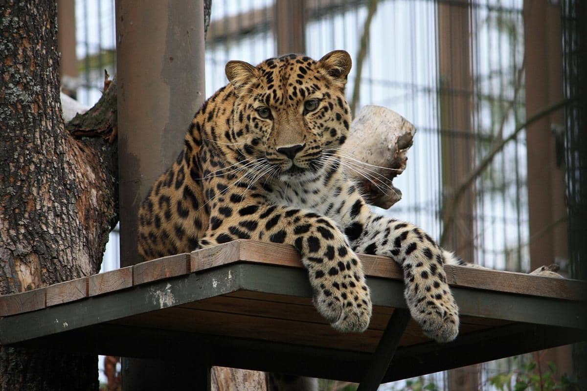 Seekor macan tutul Amur sedang beristirahat di Kebun Binatang Helsinki.