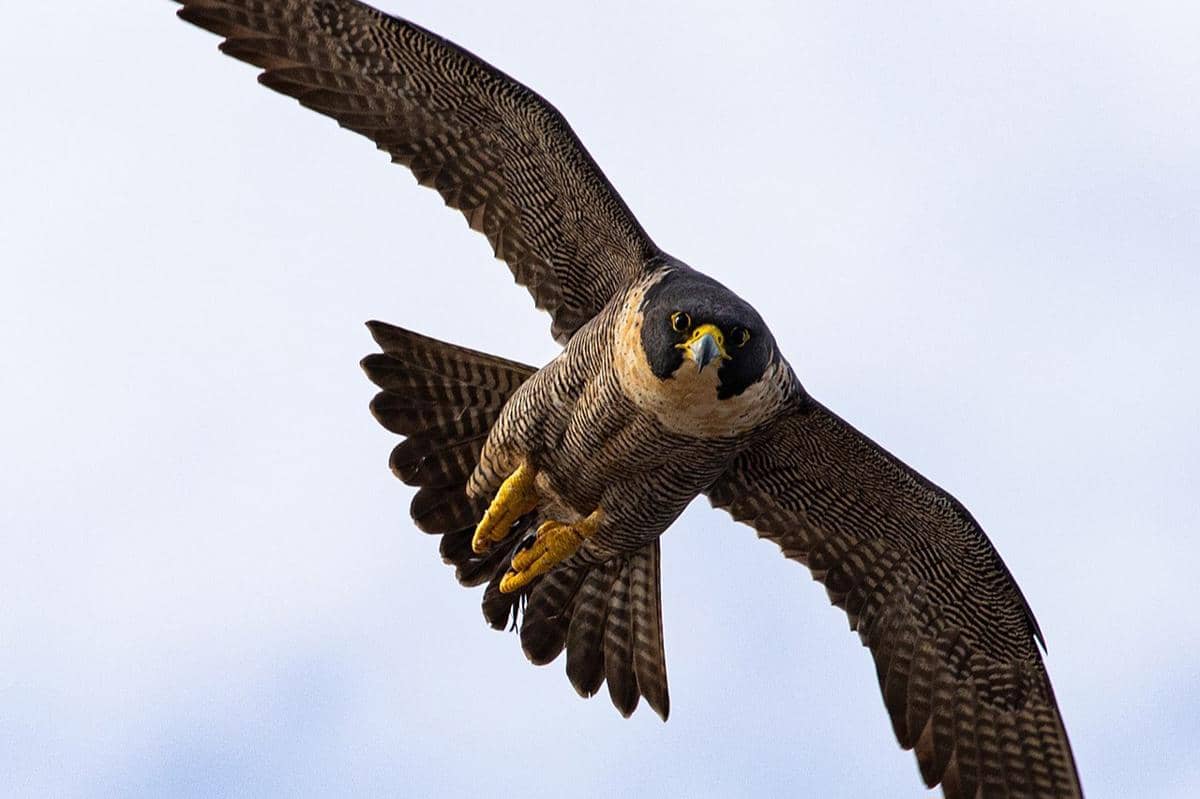 Seekor elang peregrine sedang terbang berburu di lepas tebing Cape Baily di Taman Nasional Kamay Botany Bay, New South Wales.