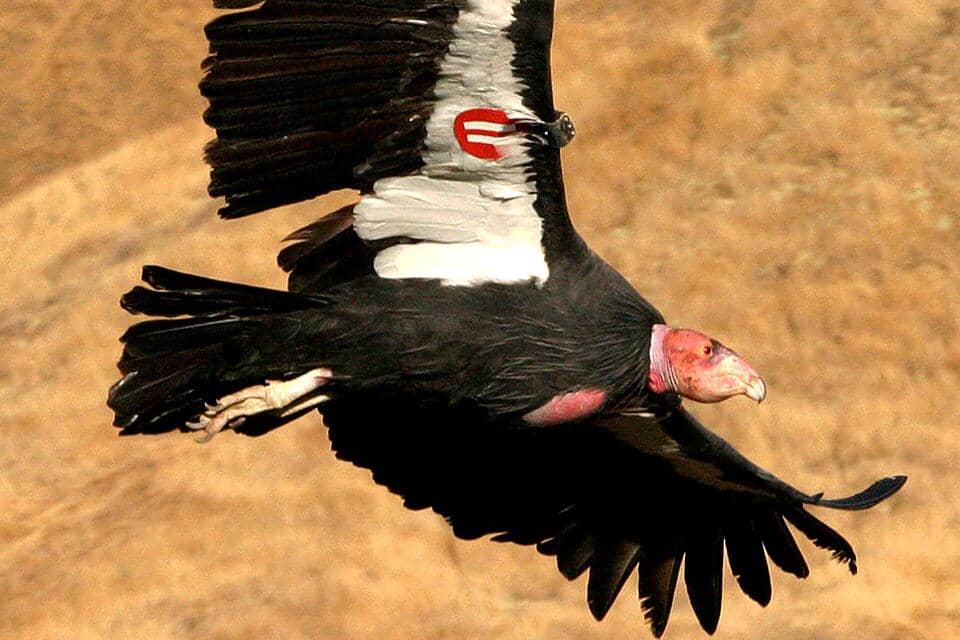 Seekor burung Condor California terbang di atas Suaka Margasatwa Nasional Bitter Creek, Kern County, California, AS.
