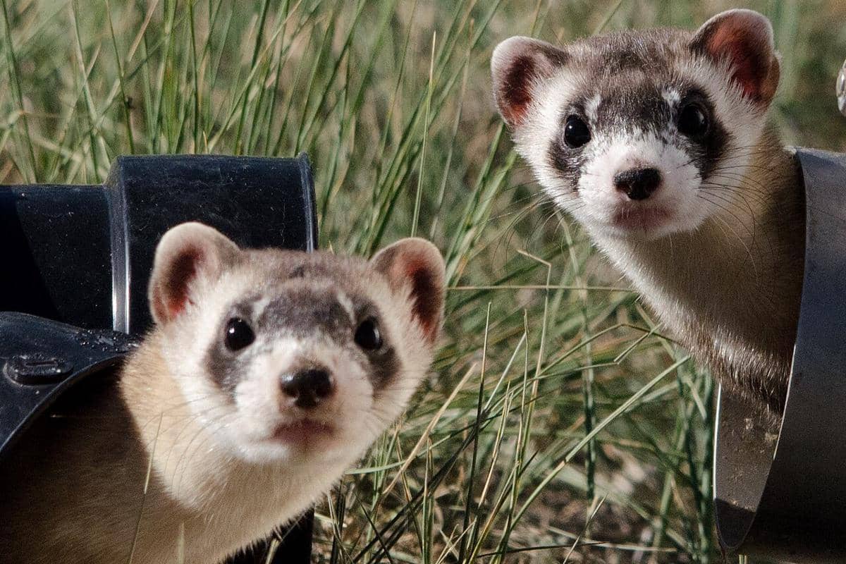 musang berkaki hitam