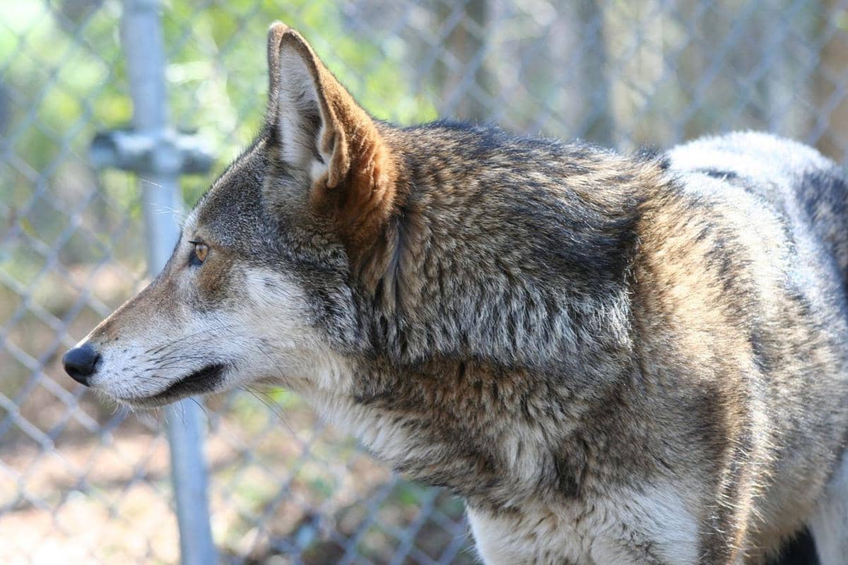 serigala merah Amerika