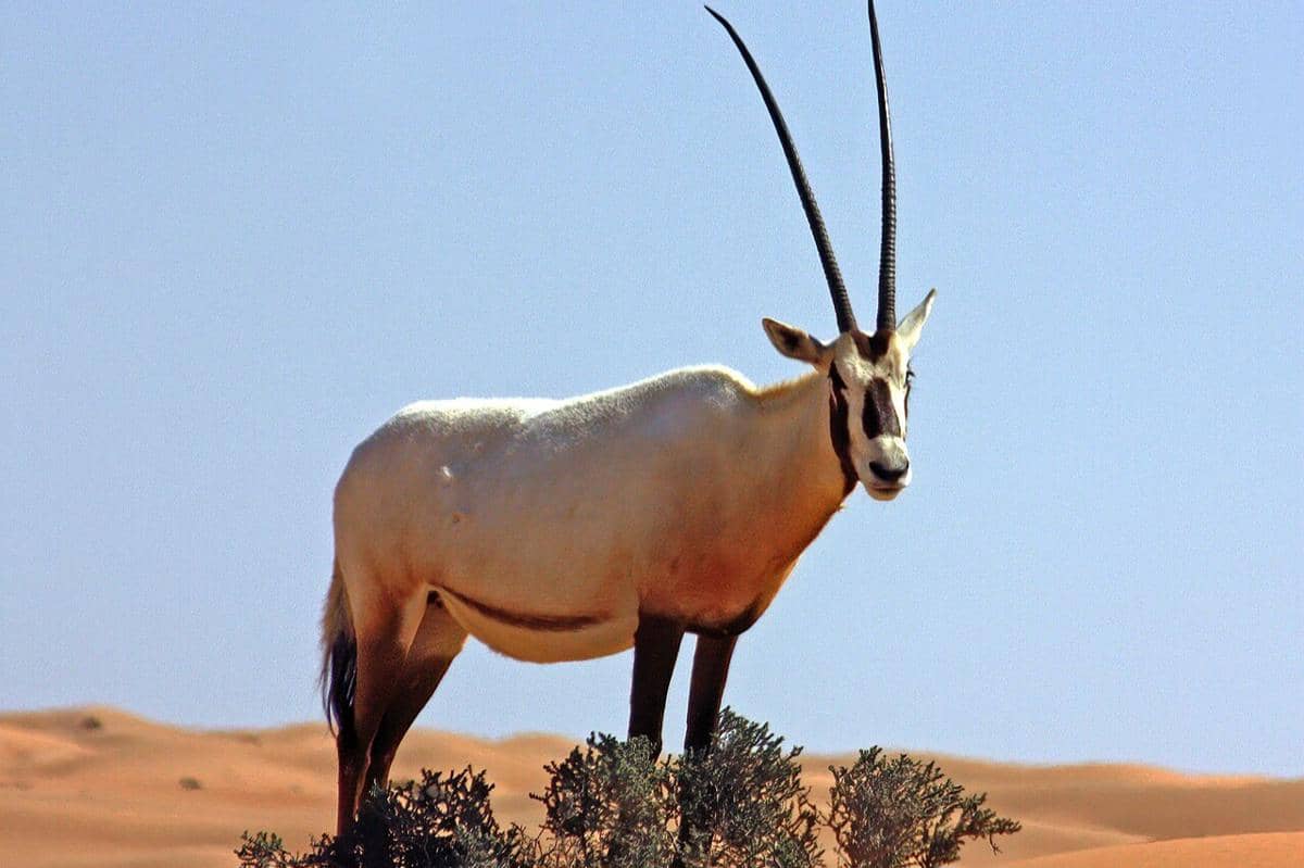 Oryx Arab (Oryx leucoryx) di Kawasan Konservasi Gurun Dubai, UEA