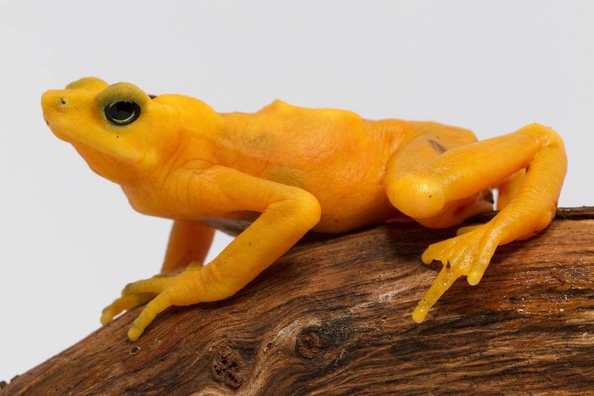 katak emas Panama