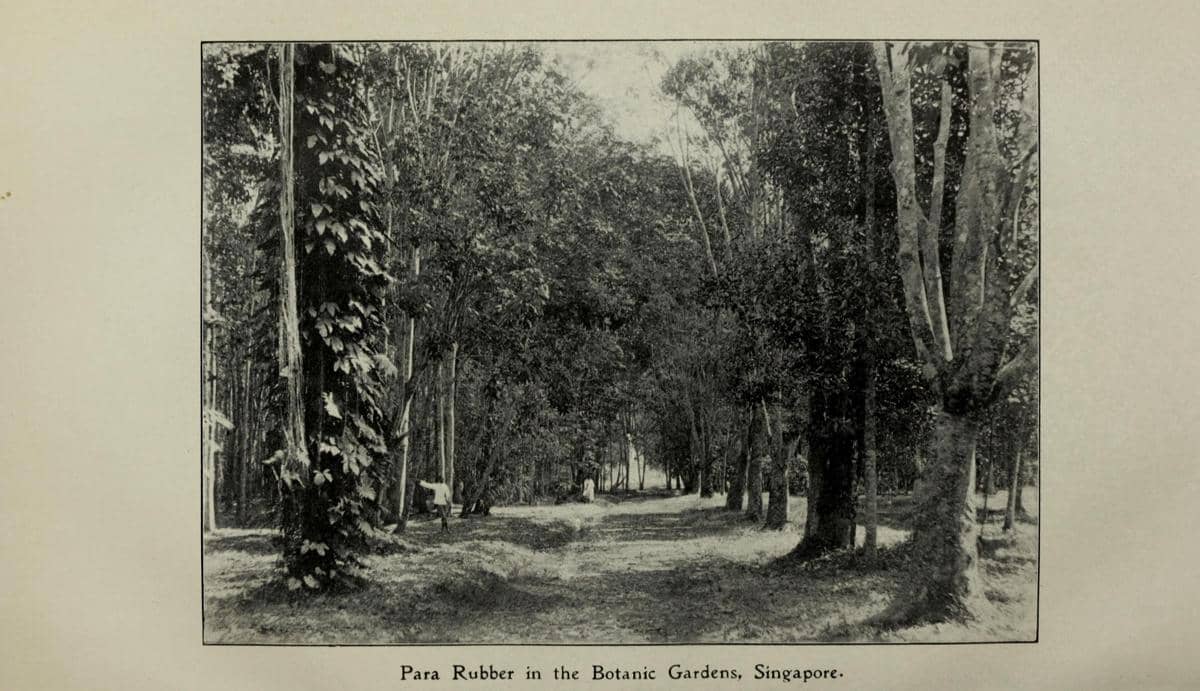 kawasan pohon karet di Singapore Botanic Gardens sekitar awal 1900-an