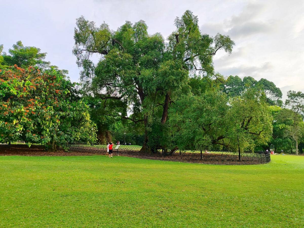 pohon Tembusu di Singapore Botanic Gardens menjadi inspirasi gambar pada bagian belakang uang kertas S$5 Singapura
