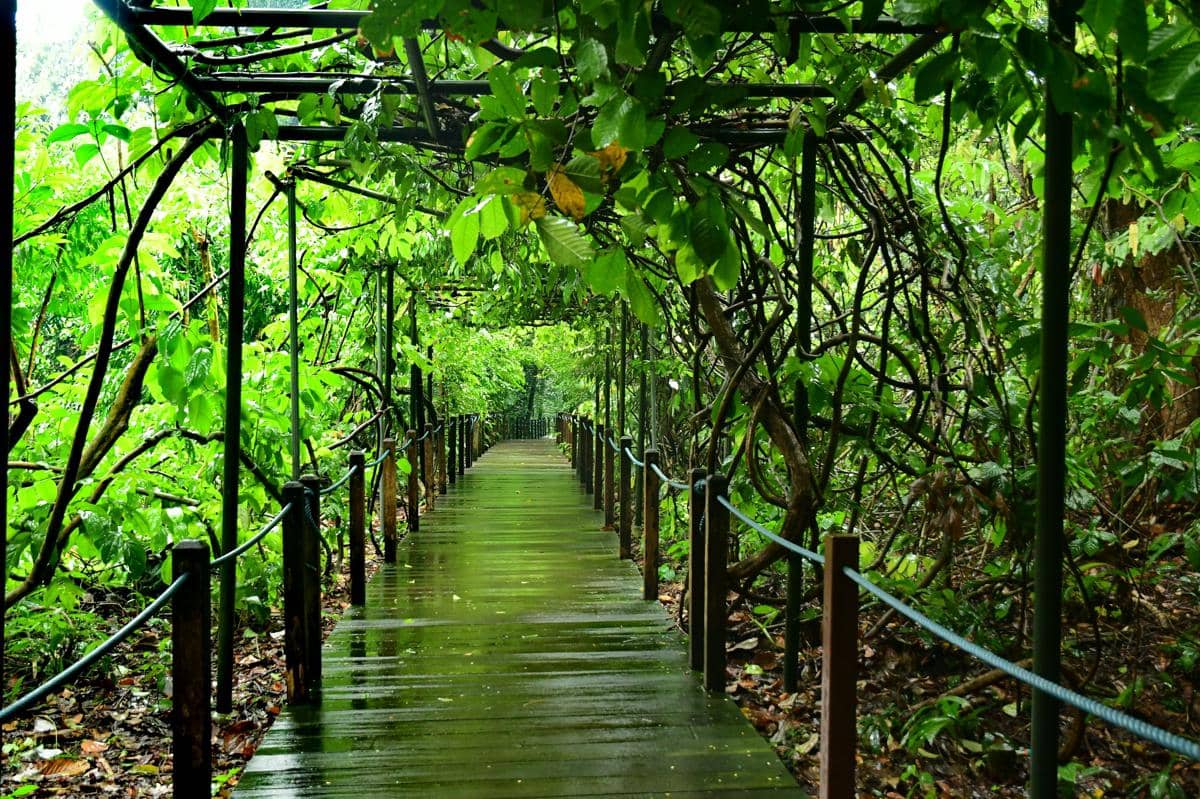 kawasan hutan hujan di Singapore Botanic Gardens