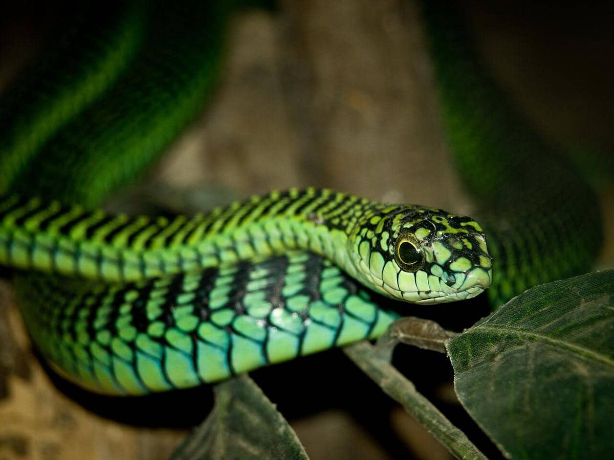 Ular boomslang 