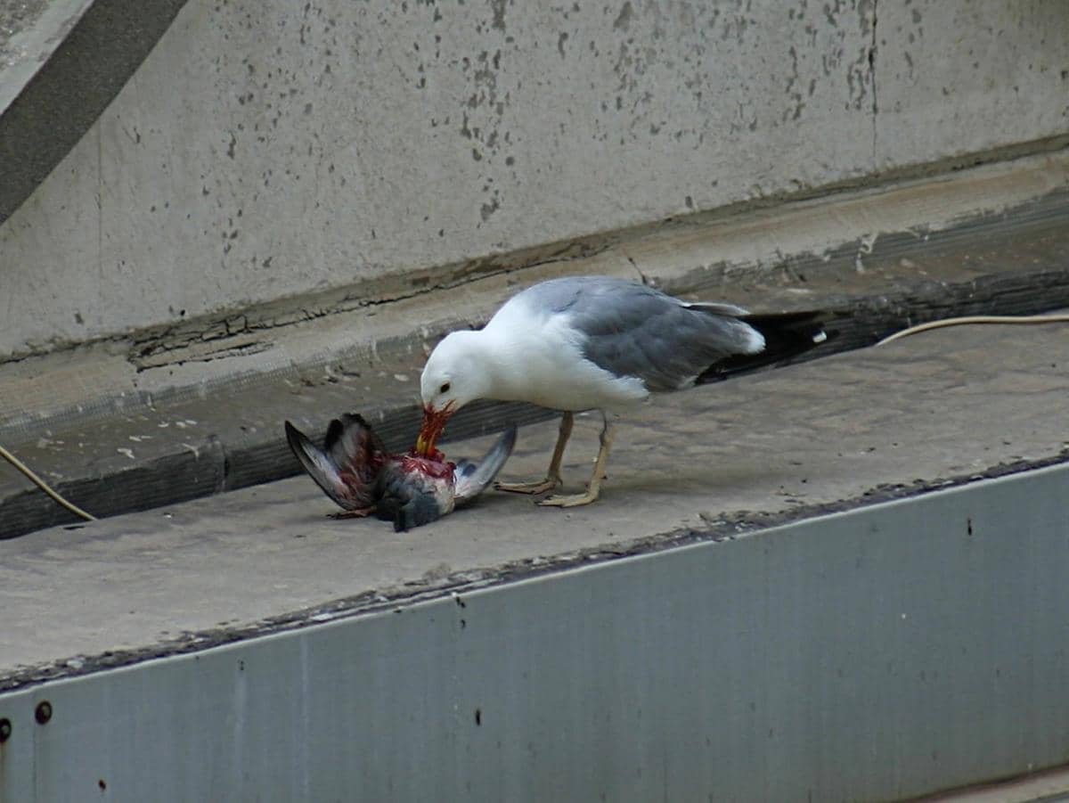 Burung camar