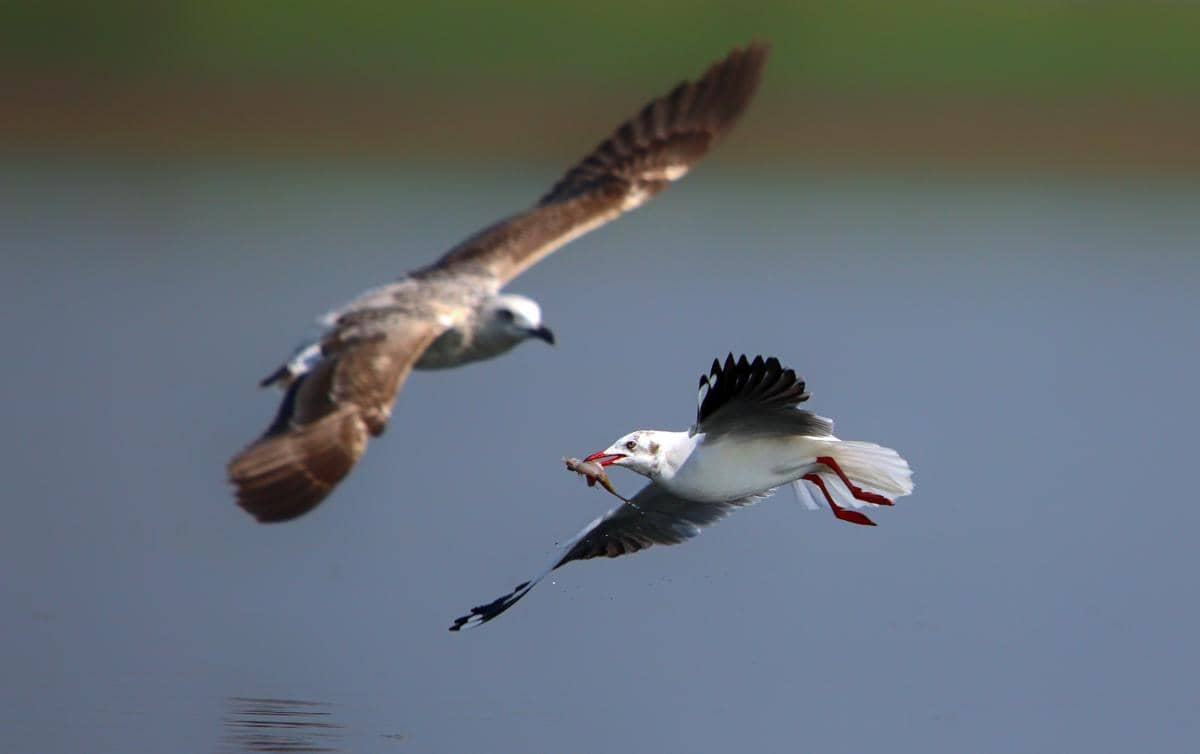 Burung camar