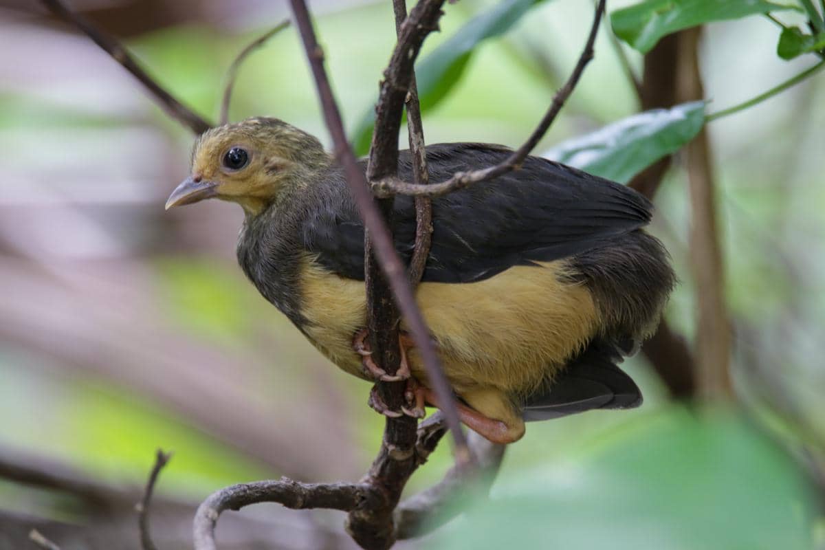 Anak burung maleo