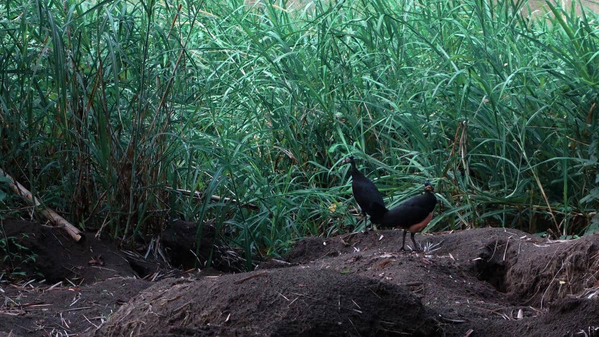 Burung maleo