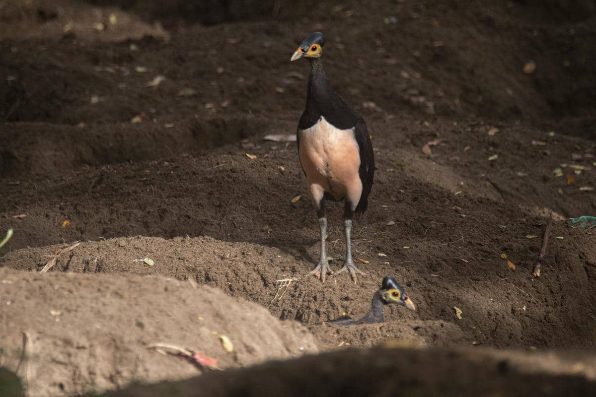 Burung maleo