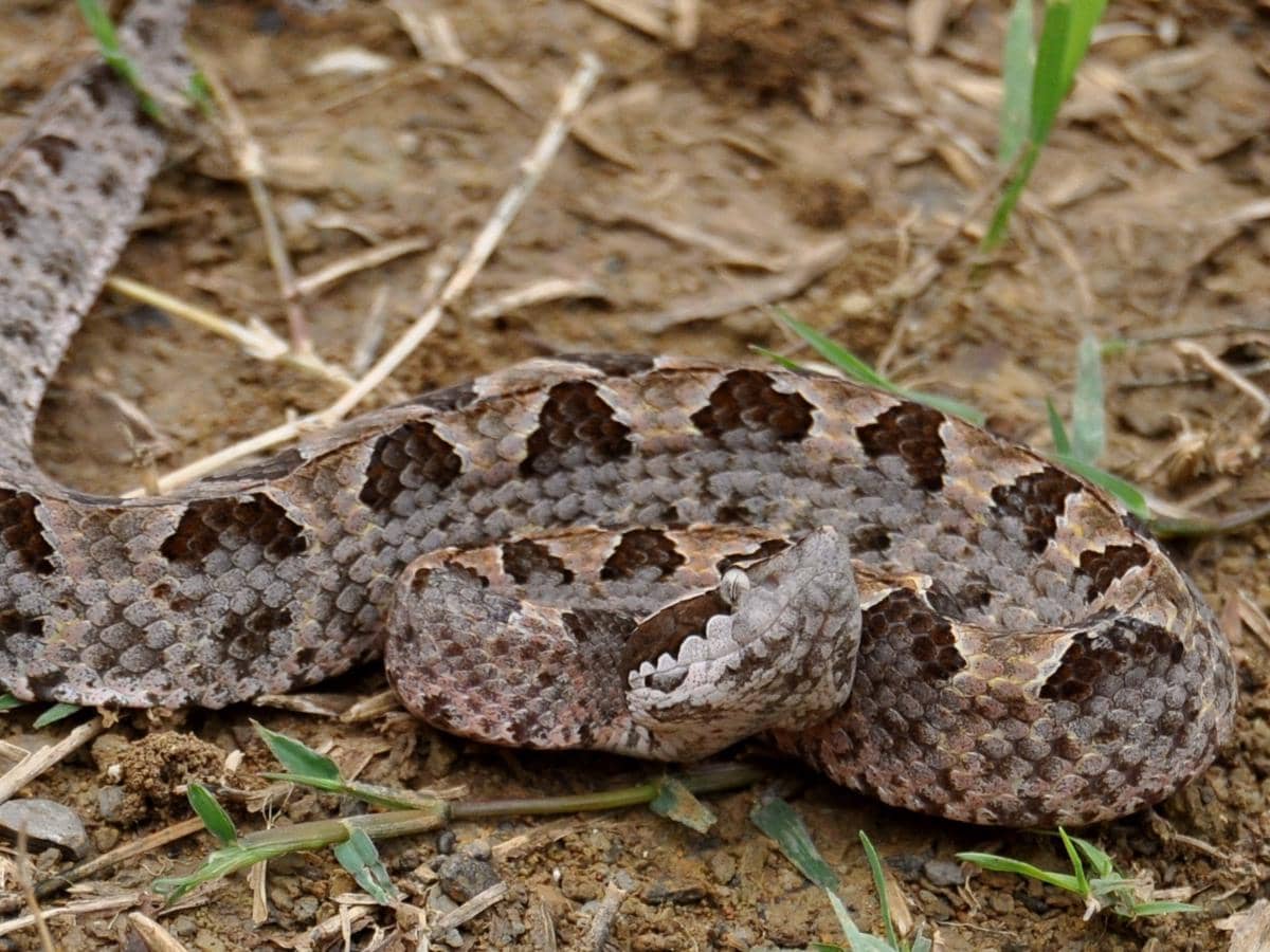 Ular vit viper malaya 
