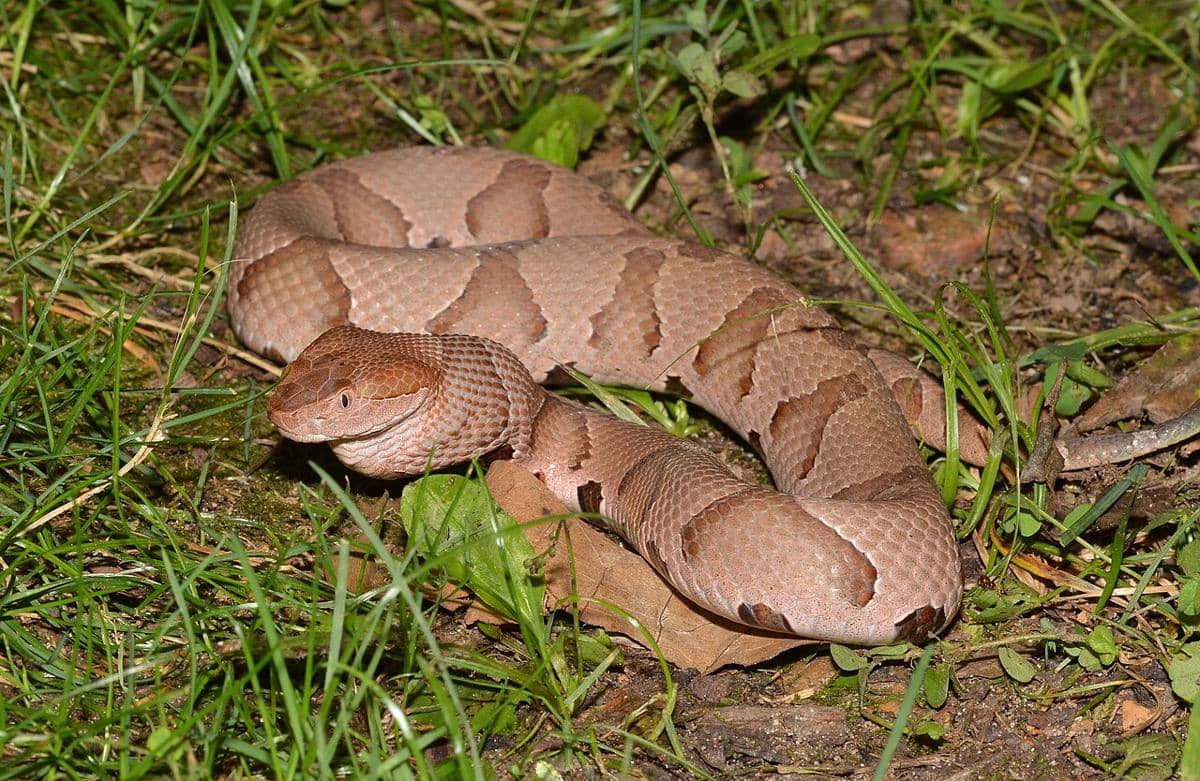 Ular copperhead 