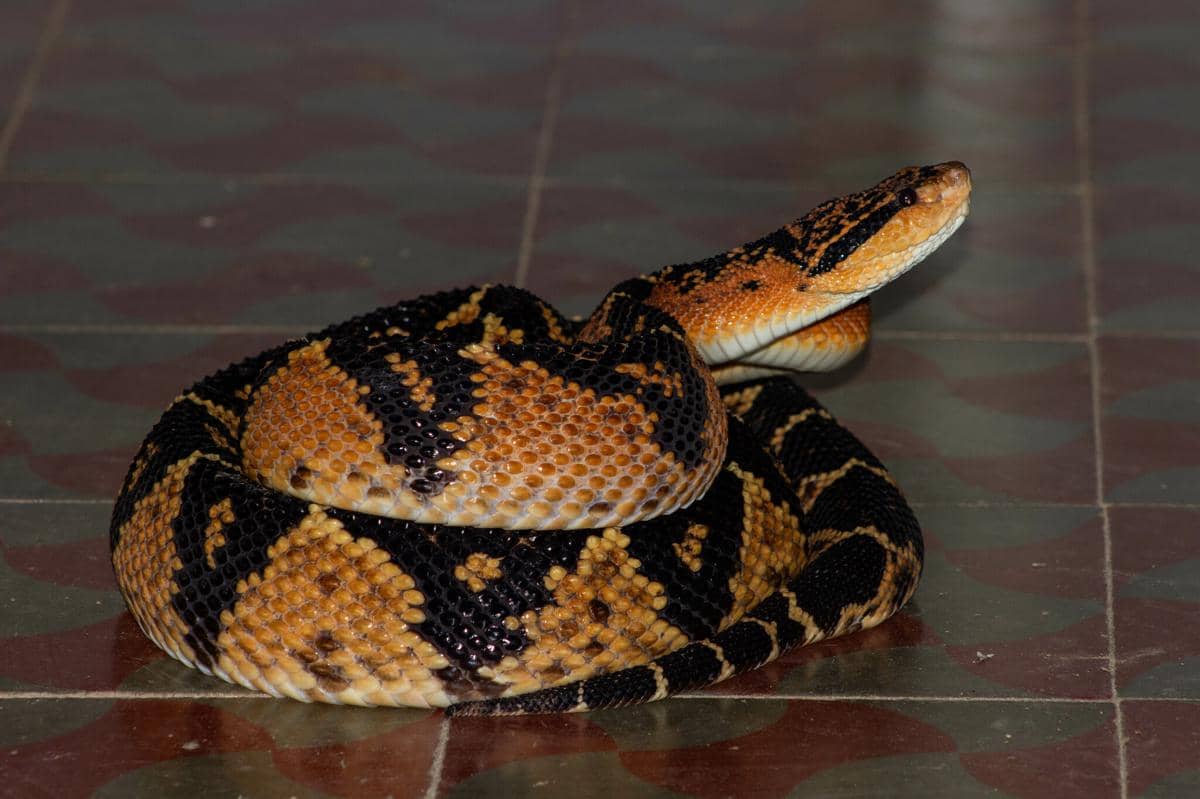 5 Ular Berbisa Hemotoksin, Dapat Menyerang Pembekuan Darah yang Fatal