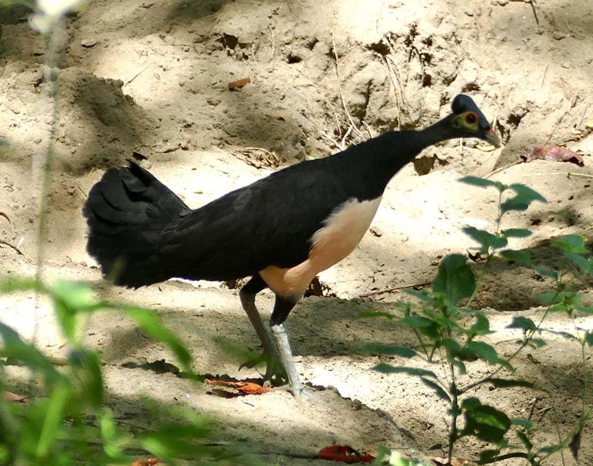 Burung maleo