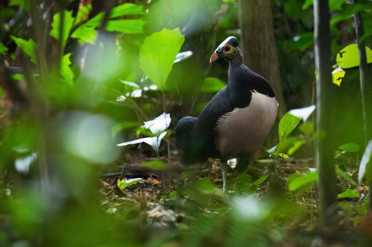 Burung maleo