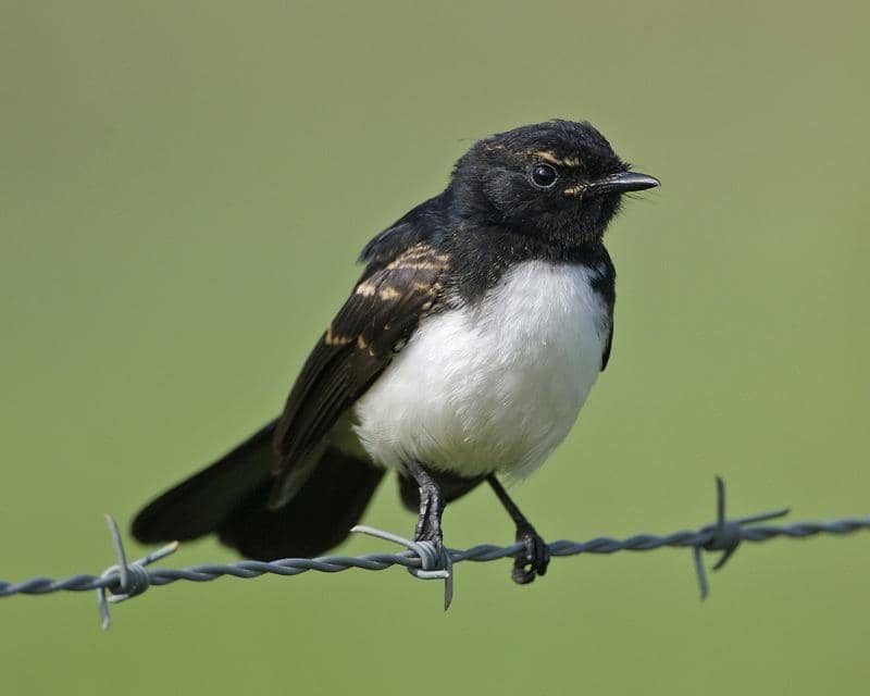 Burung kipasan kebun bertengger di pagar kawat.
