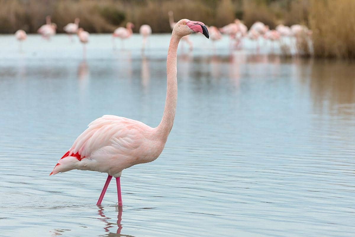 flamingo besar