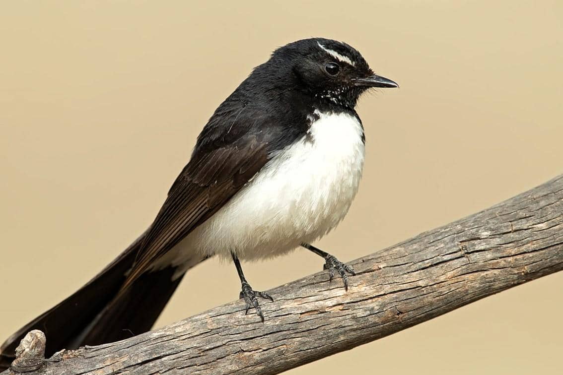 7 Fakta Kipasan Kebun, Burung Indonesia Timur yang Suka Bergoyang