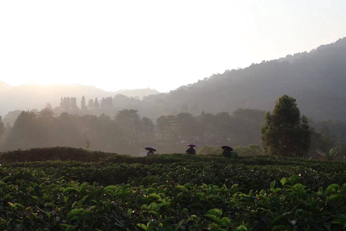 Wulan Guritno dan buah hati liburan di Plataran Puncak