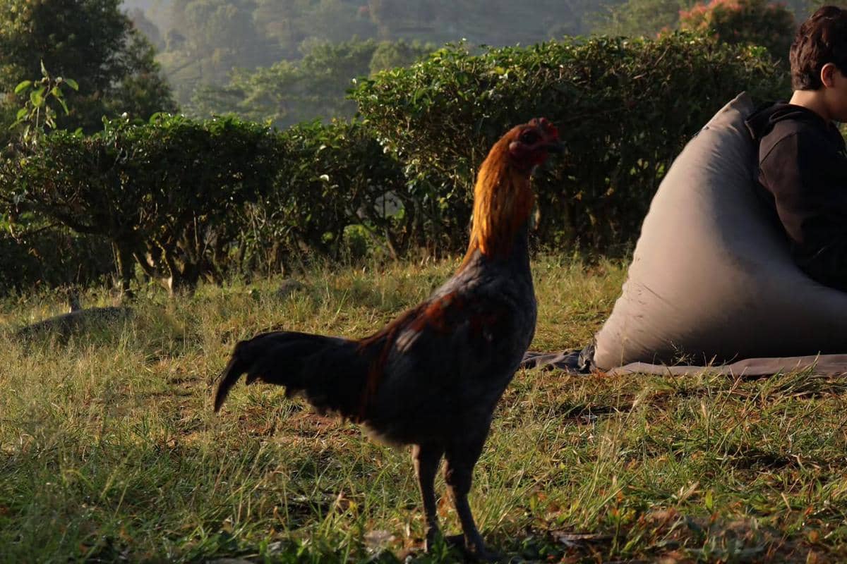 Wulan Guritno dan buah hati liburan di Plataran Puncak