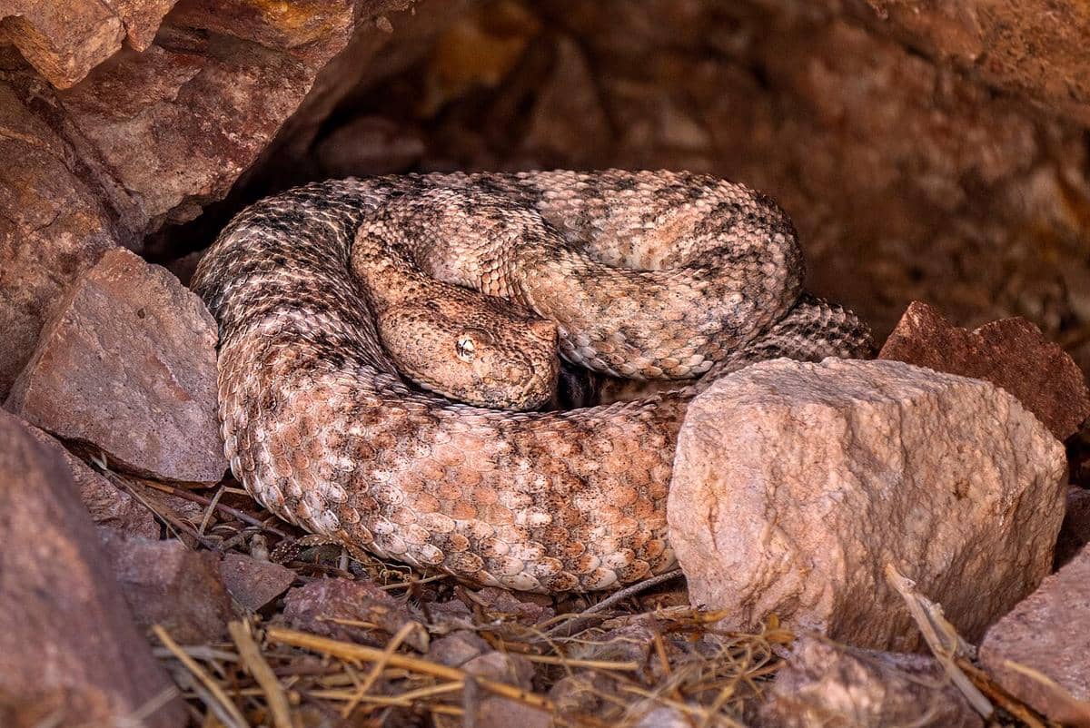 Ular sidewinder