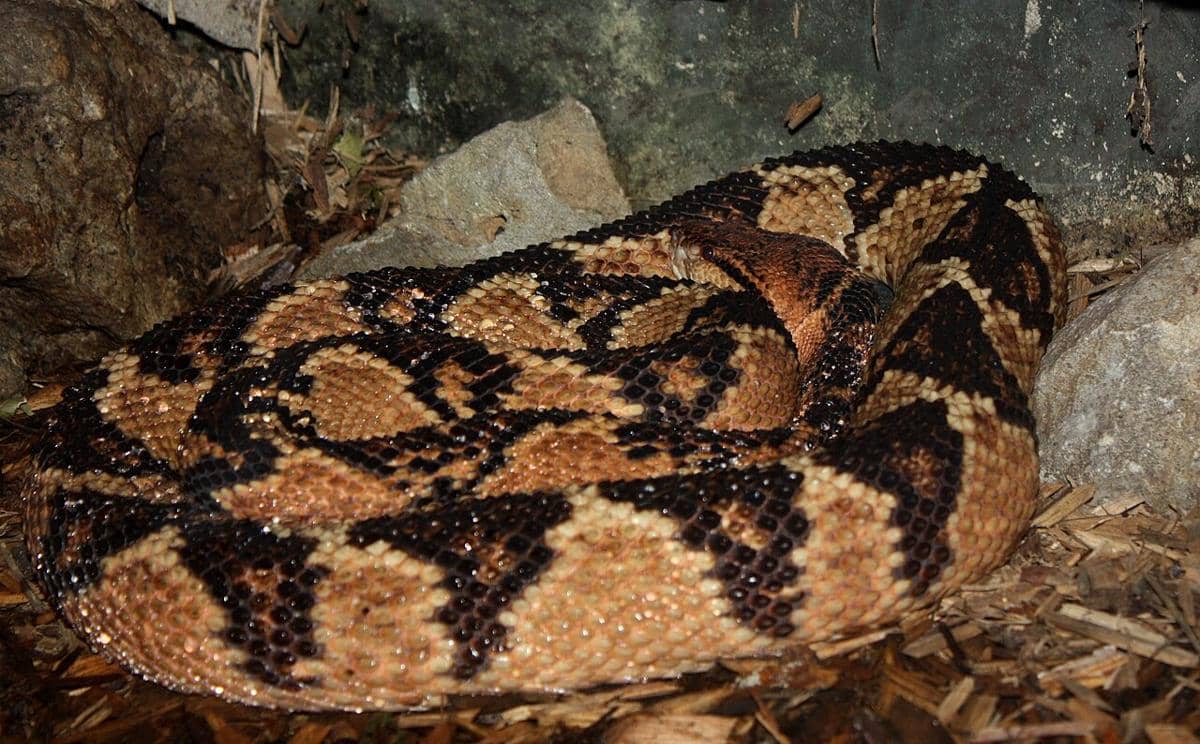 Ular bushmaster 