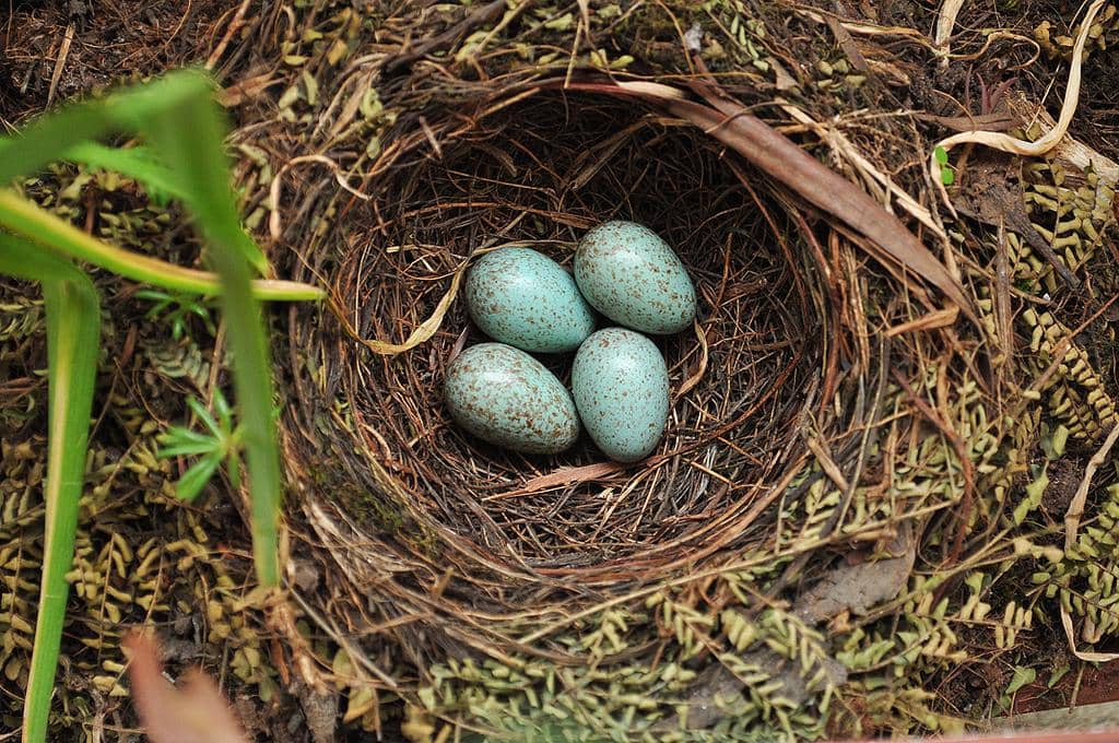 Kenapa Warna Telur Burung Berbeda-beda? Ternyata Ada Fungsinya