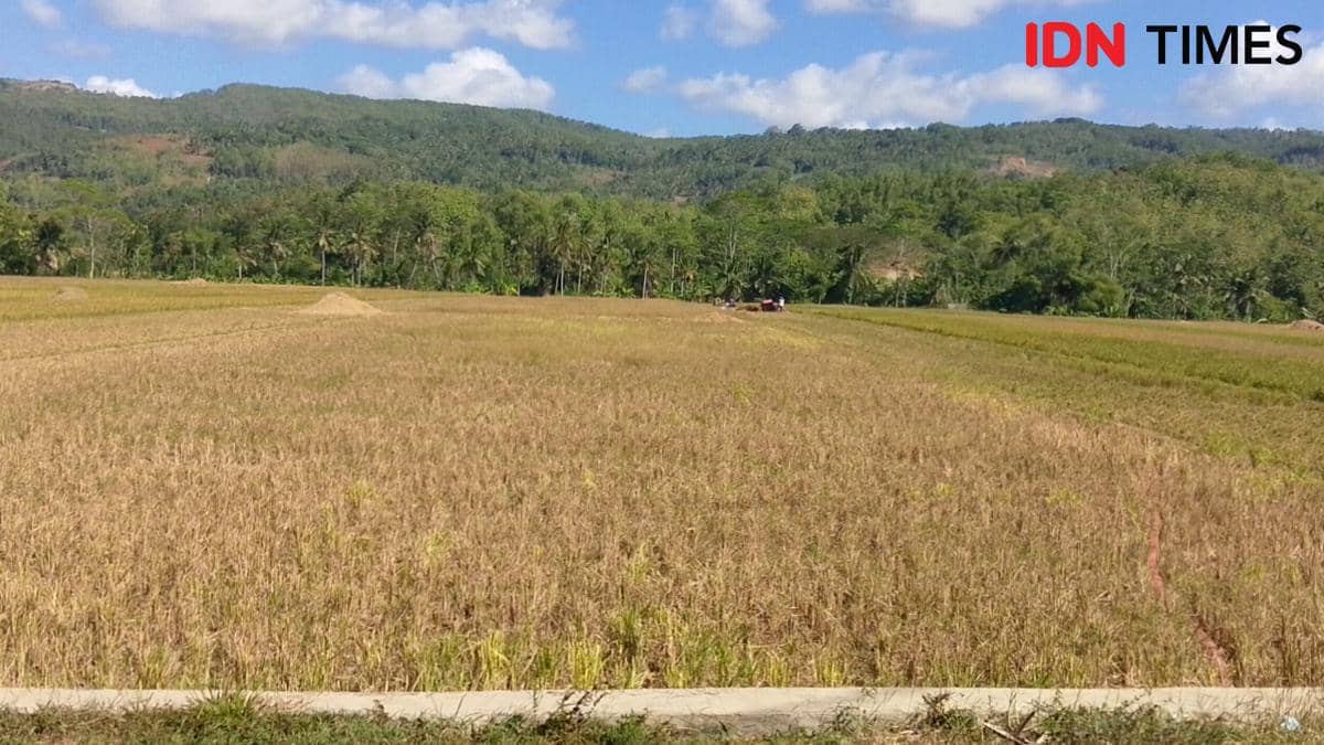 Hamparan sawah padi mengering di bawah langit cerah dengan latar perbukitan hijau, menunjukkan gagal panen akibat kekurangan air.