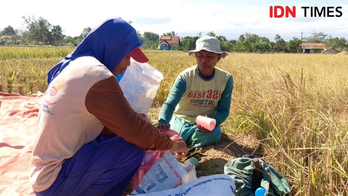 Gagal Panen Akibat Kemarau, Petani di Banyumas Mengaku Rugi Jutaan
