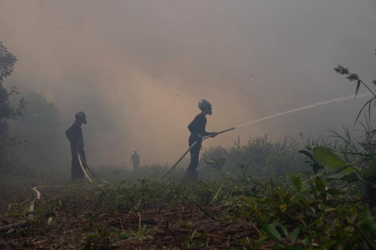 Kebakaran Hutan Makin Dekat ke Pusat Rehabilitasi Orangutan di Ketapang