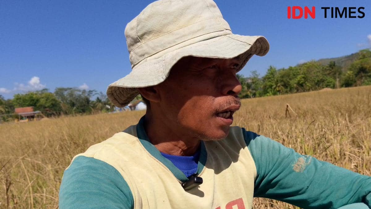 Seorang petani mengenakan topi dan baju lengan panjang sedang berada di tengah sawah kering di bawah langit cerah.