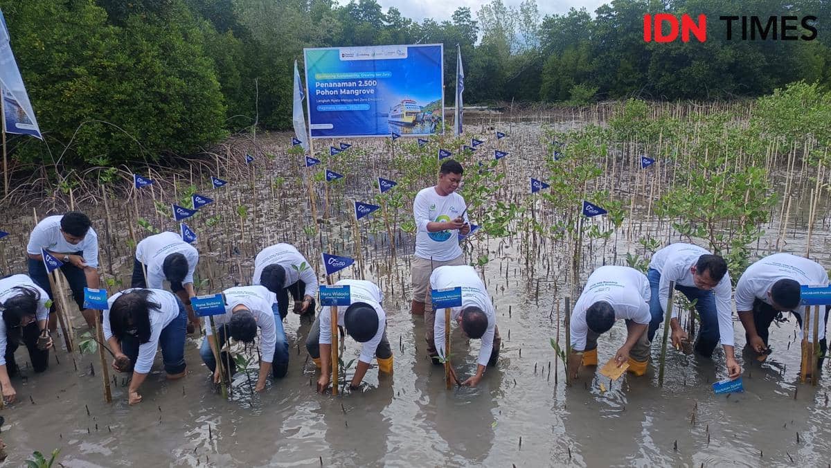 ASDP Tanam 2.500 Mangrove di Banggai untuk Jaga Ekosistem Pesisir