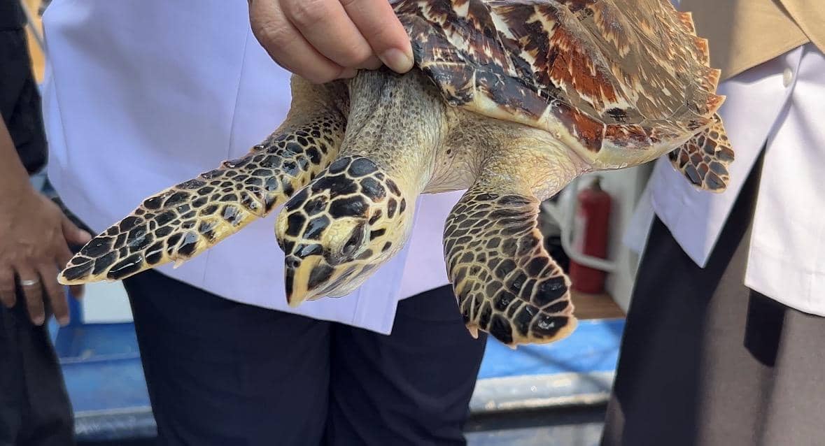 Tersangkut Jaring Nelayan, Penyu Sisik Langka Akhirnya Kembali ke Laut