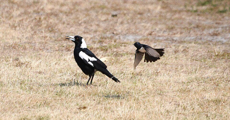 Burung kipasan kebun menyerang jagal-punggung hitam yang terlalu dekat dengan sarang.