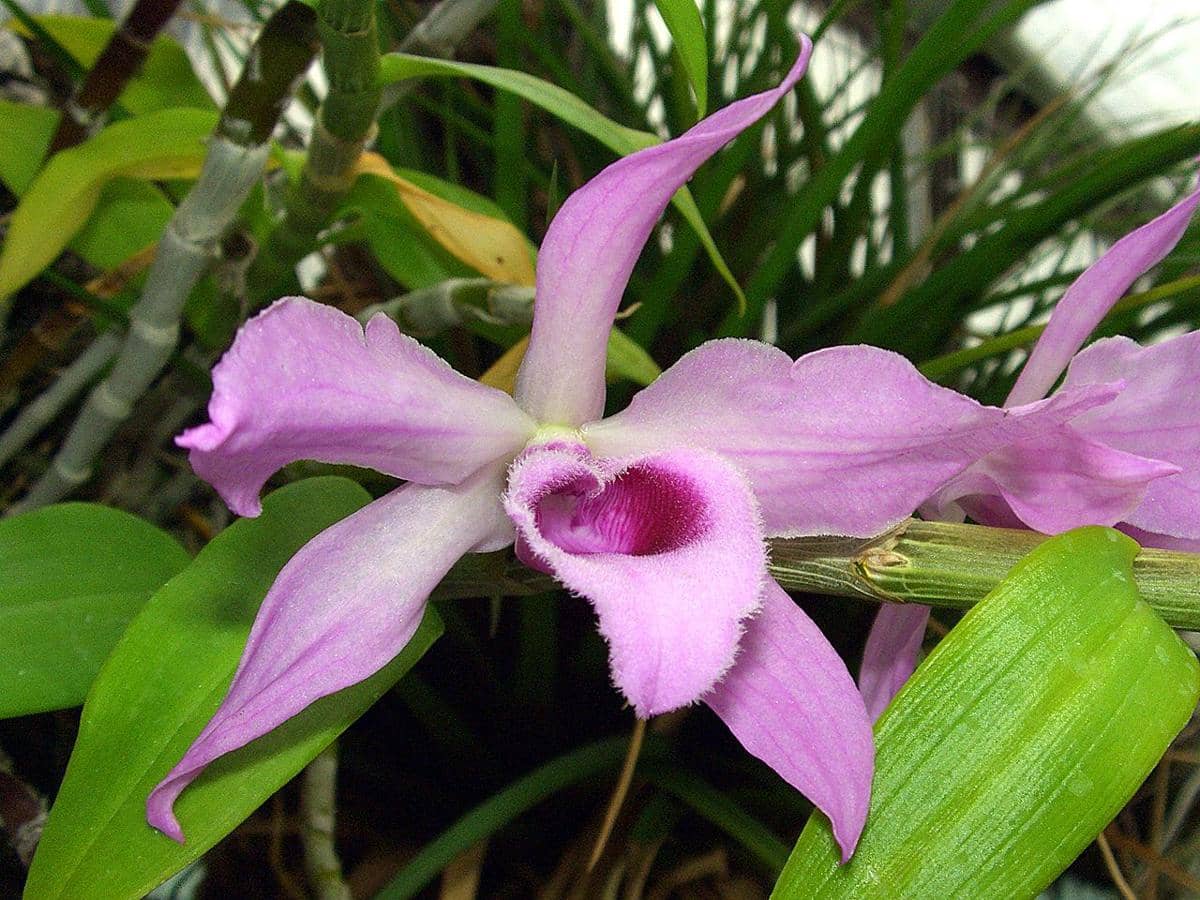 ilustrasi dendrobium anosmum
