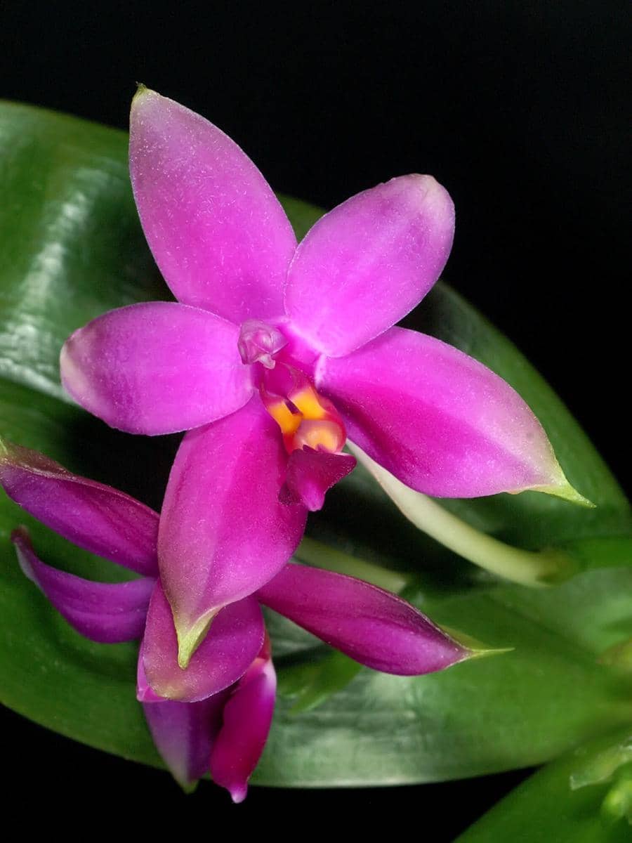 ilustrasi phalaenopsis violacea