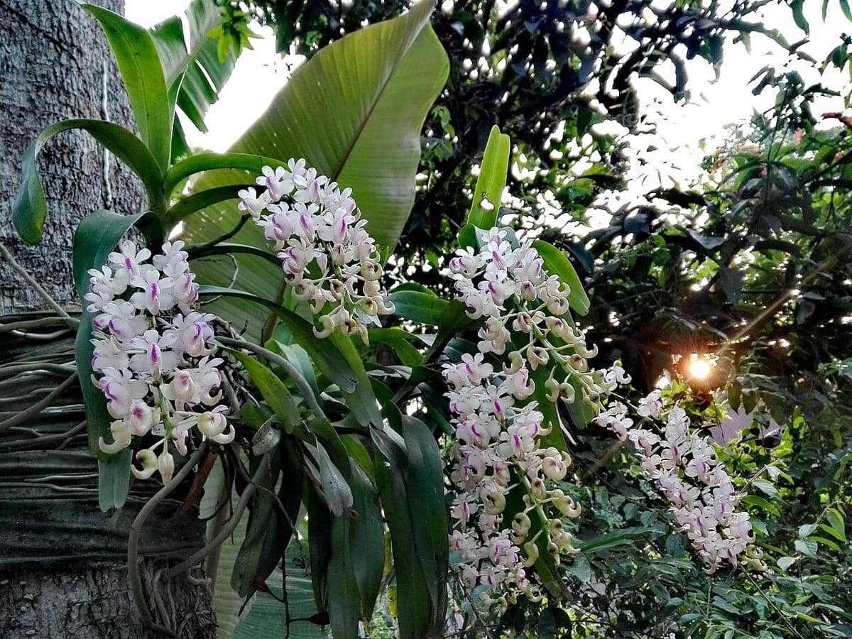 ilustrasi aerides odorata