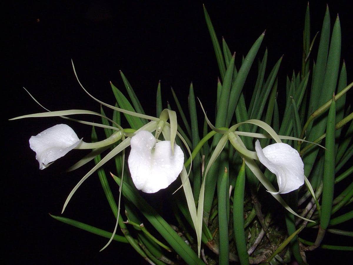 ilustrasi brassavola nodosa