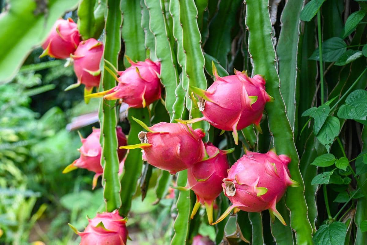 tanaman buah yang cocok dipadukan dengan sayur di halaman sempit