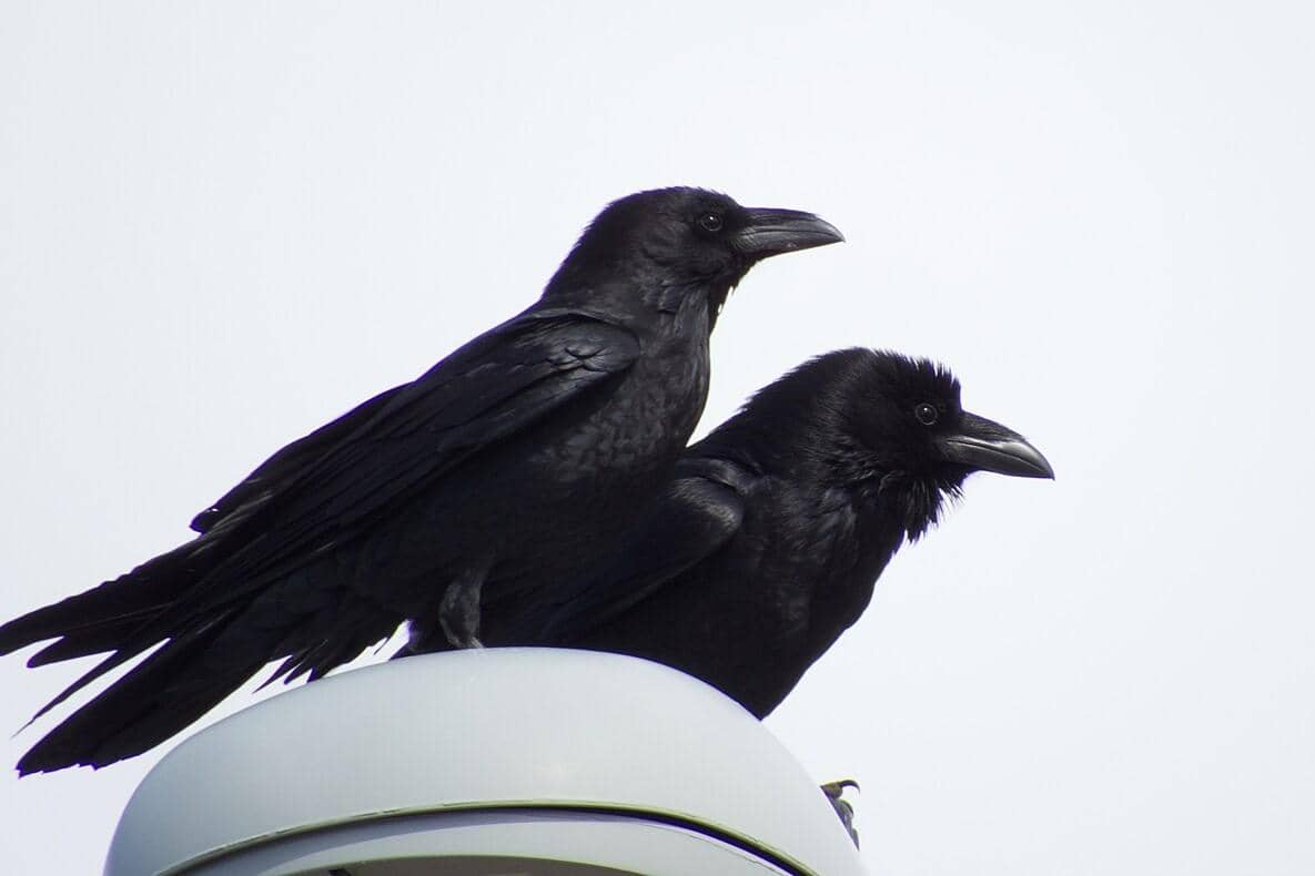 Chihuahuan Raven